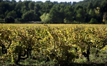 El Ministerio de Agricultura fija en 4.950 hectáreas la superficie que se podrá autorizar para nuevas plantaciones de viñedo en 2018