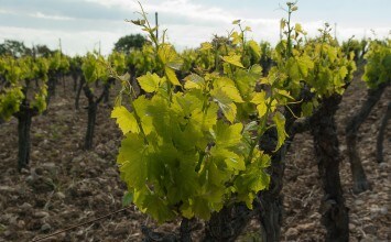 Publicado el listado de adjudicatarios de nuevas plantaciones de viñedo para 2016