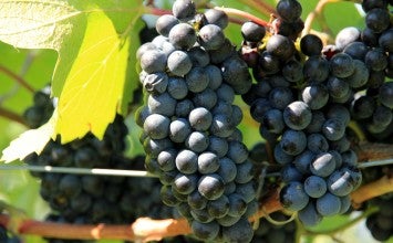 El Ministerio de Agricultura, Alimentación y Medio Ambiente analiza con el sector vitivinícola el comienzo de la campaña 2016/17