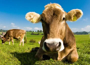 El sector lácteo se manifestará ante el Ministerio de Agricultura por su complicidad ante la ruina del sector