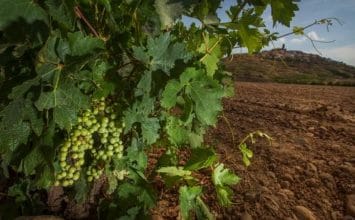 España es el primer país en superficie de viñedo, el 30% del total de la UE y el 13% de la superficie mundial