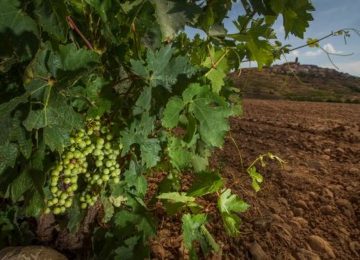 Unión de Uniones insiste en la pérdida de más de un 18% de potencial productivo vitivinícola desde 2001
