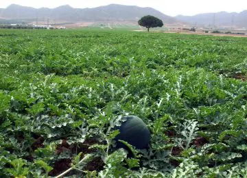 Más de 20.000 hectáreas en cultivo del Almanzora peligran por la falta de agua
