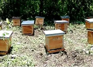 La Junta moviliza 12,5M€ en 2023 para la apicultura andaluza a través de 5.462 ayudas