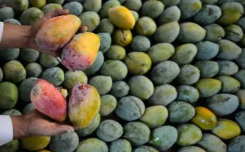 La necrosis apical afecta al menos al 10% de los mangos de la Costa Tropical