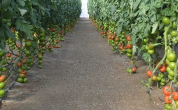 El retraso y una menor superficie de cultivo   reduce la oferta de tomate en este el inicio
