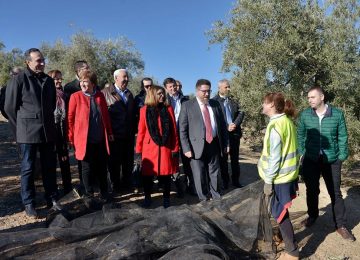 Sánchez Haro aplaude el proyecto de integración que llevarán a cabo ocho cooperativas olivareras de Granada y Jaén
