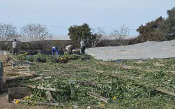 Cajamar comienza a  pagar las indemnizaciones por los tornados a los productores con seguro