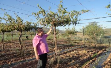 Abierto hasta el 28 de febrero el plazo para solicitar nuevas plantaciones de viñedo