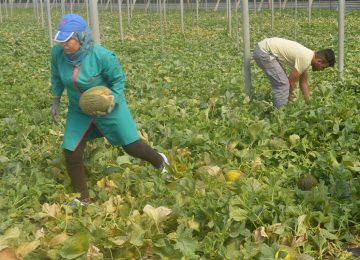 Agricultura estima para Almería un descenso de la superficie de melón del 8% y un aumento del 3% de sandía