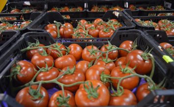 El Gobierno concede una rebaja fiscal a los productores de tomate y calabacín