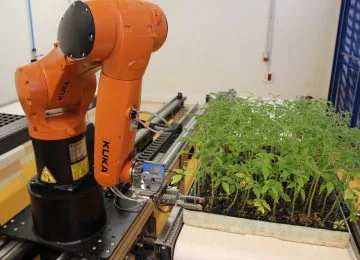Tecnova presenta el primer robot capaz de  realizar injertos de plántulas hortícolas