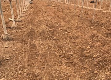 Aumenta el uso de la fibra de coco para mejorar la estructura de suelos hortícolas
