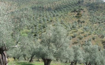 Comienza el primer periodo para la solicitud de ayudas al almacenamiento privado de aceite de oliva