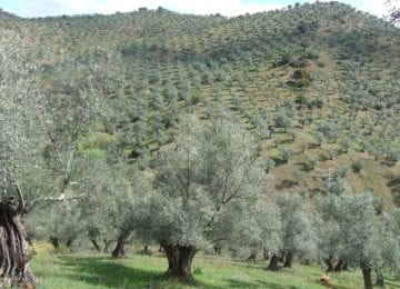 Agricultura trabajará con la interprofesional del aceite de oliva para avanzar en una mejor autorregulación del sector
