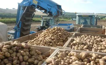 Estudios en Reino Unido muestran una gran reducción de defectos en patata utilizando la gama Ecoculture