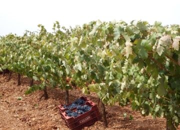 Andalucía produce un 3% del vino de nuestro país, Castilla la Mancha más de la mitad