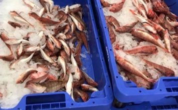 La Lonja del Puerto de Almería cierra 2018 con 4,2 millones de kilos de pescado, un 23% más