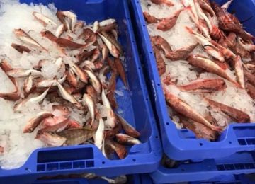 La Lonja del Puerto de Almería cierra 2018 con 4,2 millones de kilos de pescado, un 23% más