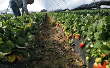 La almeriense Ecoculture reduce al 95% la incidencia de puntas blandas en fresas en fincas onubenses