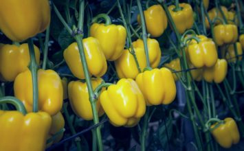 Fitó muestra la calidad y potencial productivo de variedades líderes como Mikonos en California amarillo o Ateneo en tomate rama
