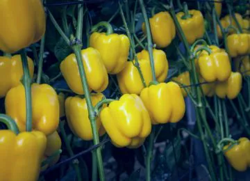 Fitó muestra la calidad y potencial productivo de variedades líderes como Mikonos en California amarillo o Ateneo en tomate rama