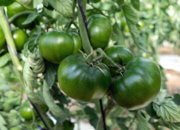 Carbonero, el tomate de cuello verde que recupera el sabor tradicional