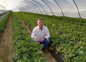 Vellsam consigue más de un 25% de dulzor y tamaño en fresas de Huelva durante el invierno