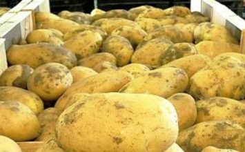 La Junta lleva a cabo una campaña para concienciar sobre las bondades de la patata nueva andaluza