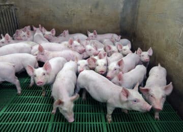 Luis Planas: Hay que mantener la guardia alta en la lucha contra la peste porcina africana