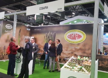 Cosafra innova sumando el romanesco a su oferta de espárrago verde y alcachofa