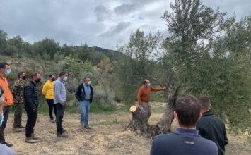 Ciento cuarenta agricultores aprenden poda de olivar con el apoyo de la Federación de Cooperativas y Caja Rural Granada