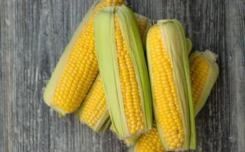Agricultura flexibiliza las condiciones para la importación de maíz de Argentina y Brasil