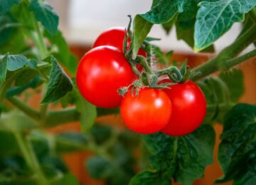 Unión de Uniones alerta de la pérdida de más de 30 millones de euros en tomate de industria por sequía y sanidad vegetal