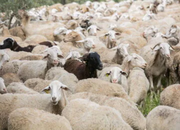 España recupera el estatus de país libre frente a la viruela ovina y caprina