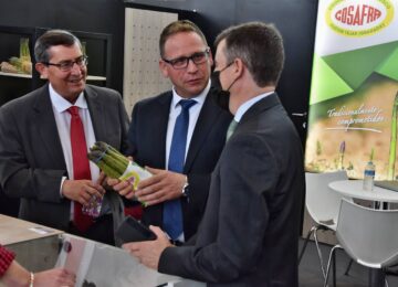 Cosafra mantiene al alza su cultivo de espárrago con un crecimiento sostenido