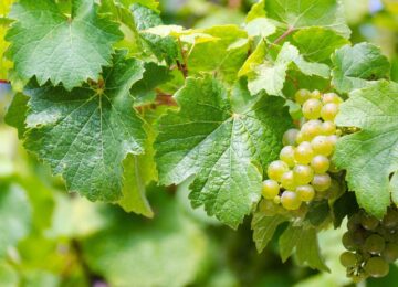 Cómo los multiples usos de la uva ayudan a modernizar la agricultura