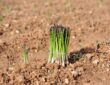15 cooperativas de la Vega de Granada y el Poniente arrancan la campaña de verdeo del espárrago verde
