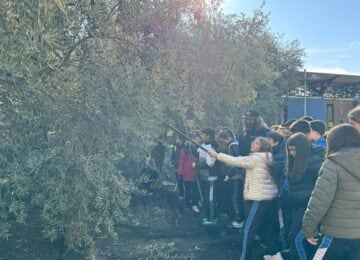 Escolares aprenden el arte de varear y participan en una cata de aceite junto a la DOP Montes de Granada