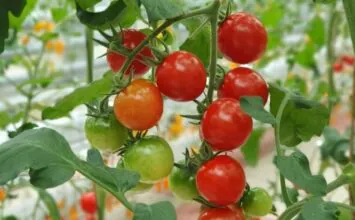 Estudian el uso de semillas y pieles de tomate cherry procedentes de la elaboración de gazpachos para desarrollar nuevos alimentos