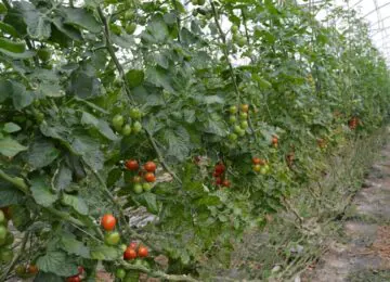 Un proyecto plantea el uso de desechos del tomate para mejorar la  calidad de su cultivo